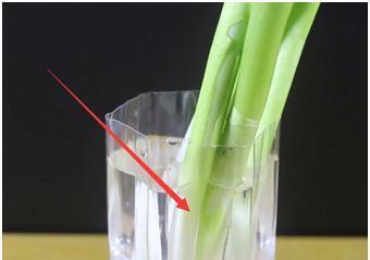 新鲜的葱怎么保存