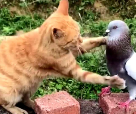 别人家养的猫,跑到我家,把我买价值六千元鸽子吃了,向猫主人赔偿合理吗