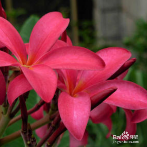 红鸡蛋花的栽培方法和注意事项有哪些?