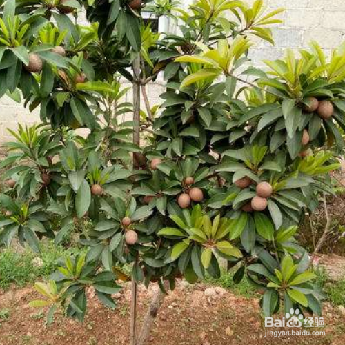 人心果该怎么才能养殖好？