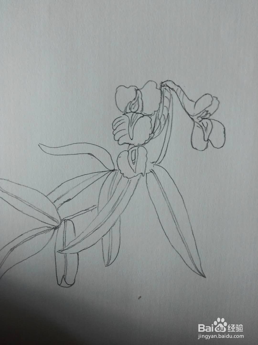 延胡索的工笔画法