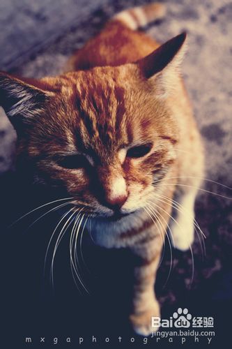 训练猫猫爱上你怀抱的方法