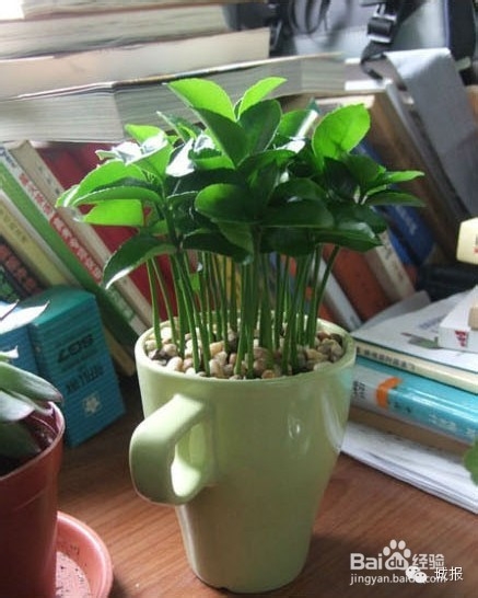 柚子、桂圆、火龙果，都可以变成有趣的盆栽