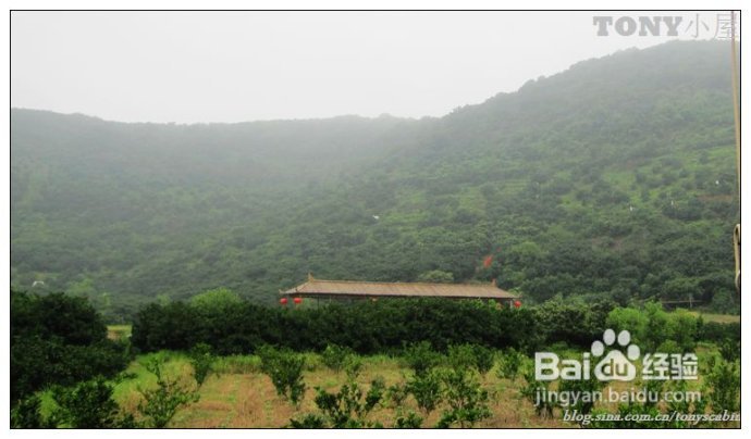 又当江南杨梅熟----采杨梅去！附杨梅的4种最in的吃法