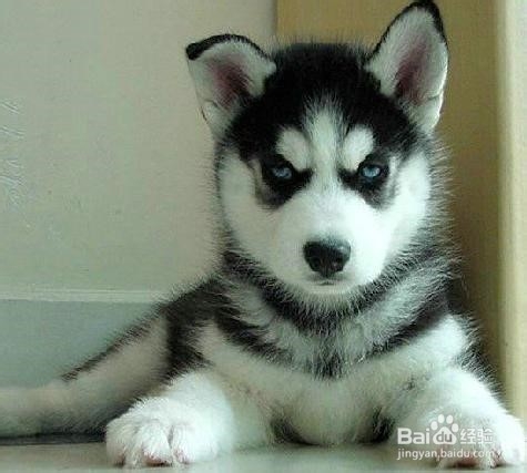 狗狗,我的世界不能没有你