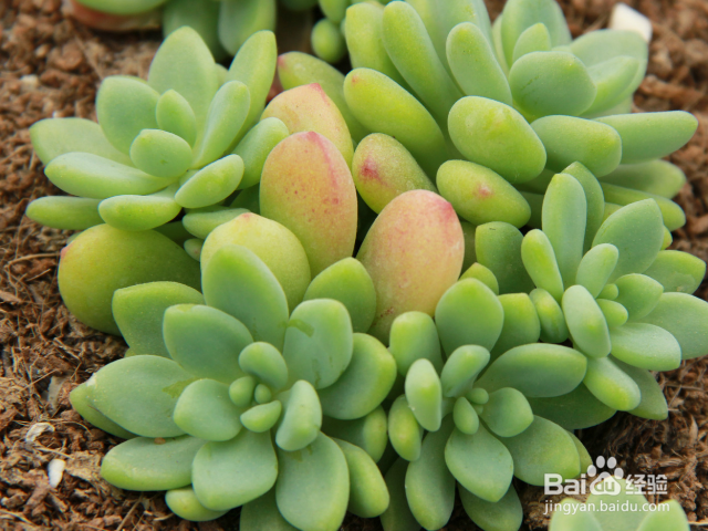 凝脂莲怎么护养？