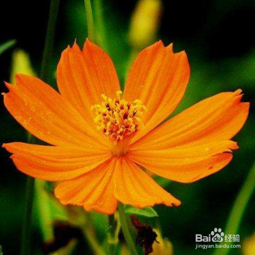 硫华菊怎么养？