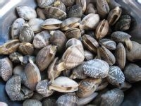 辣炒花哈的做法