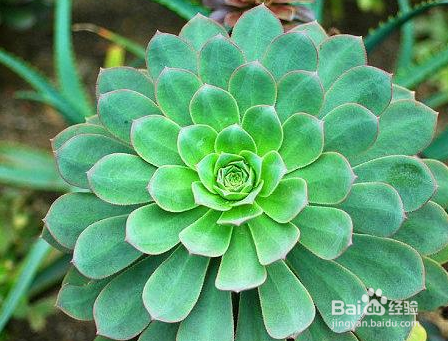 养花护花小常识!