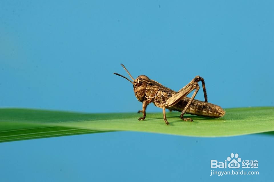 locust压力测试视频教程