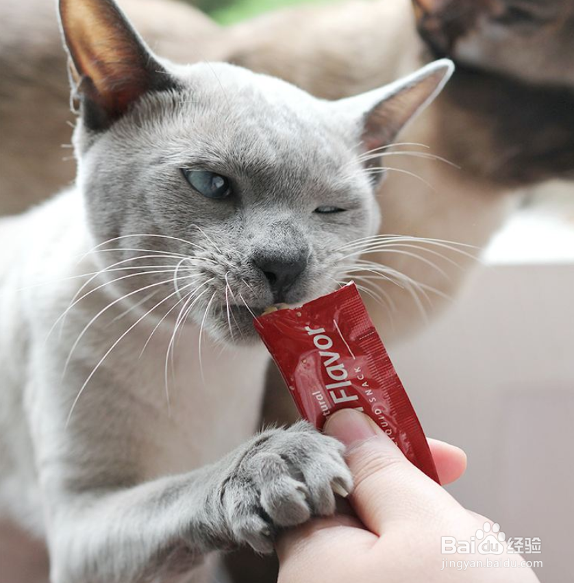 猫咪喜欢哪些东西?