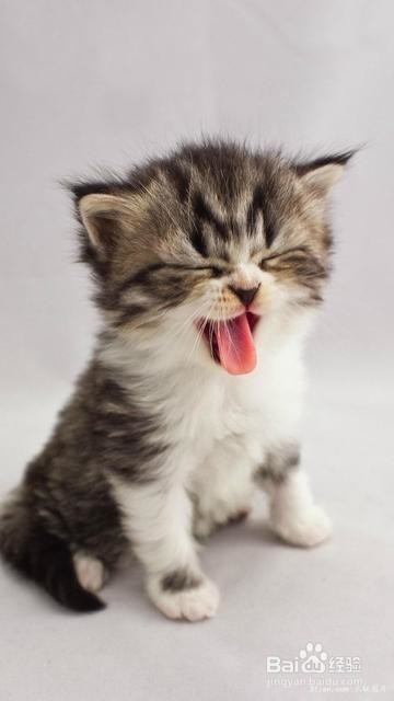 猫靠什么辨别身份