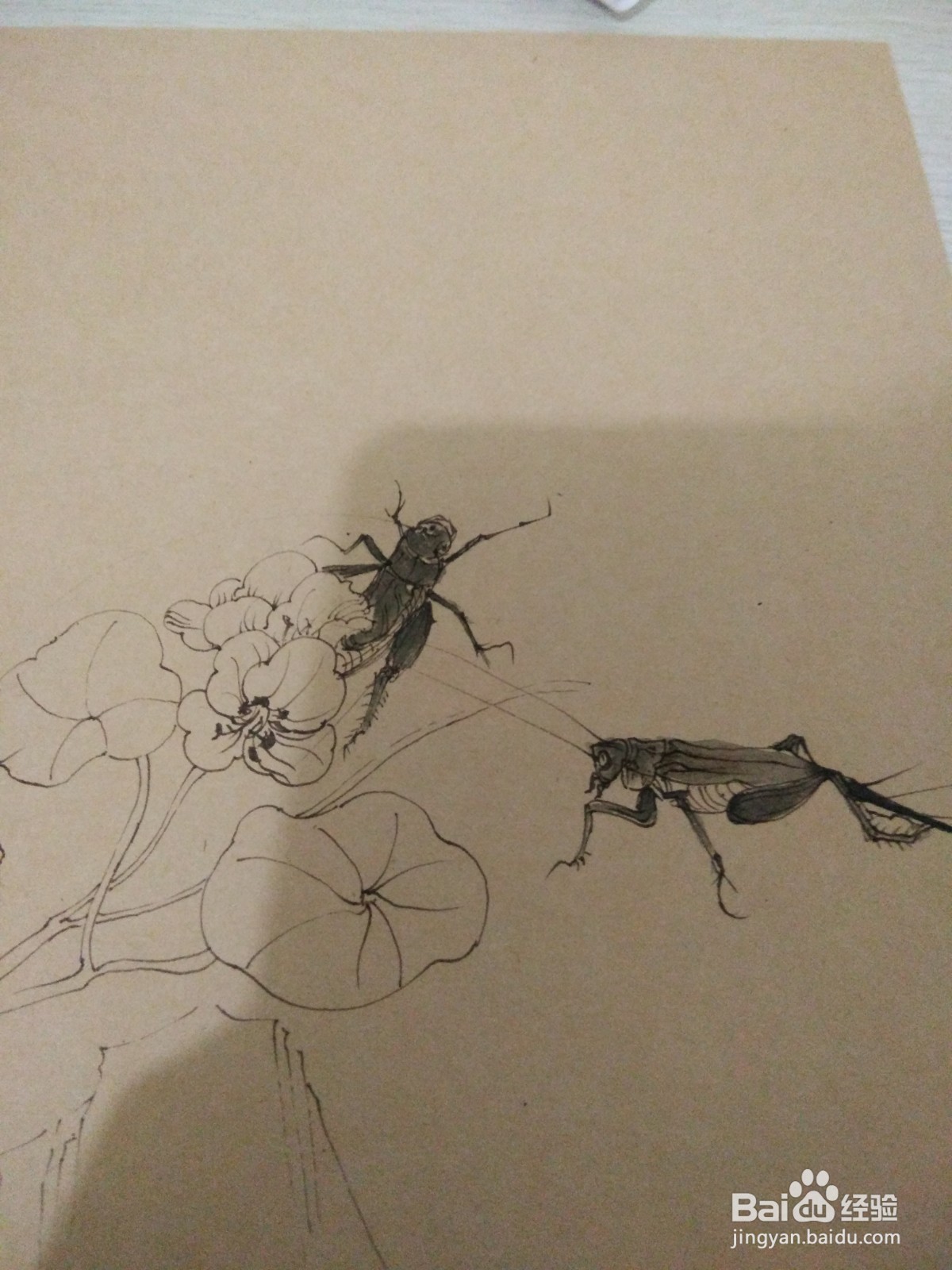 如何用卡纸画蟋蟀