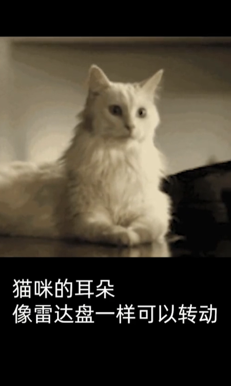猫咪听到的世界是什么样子？