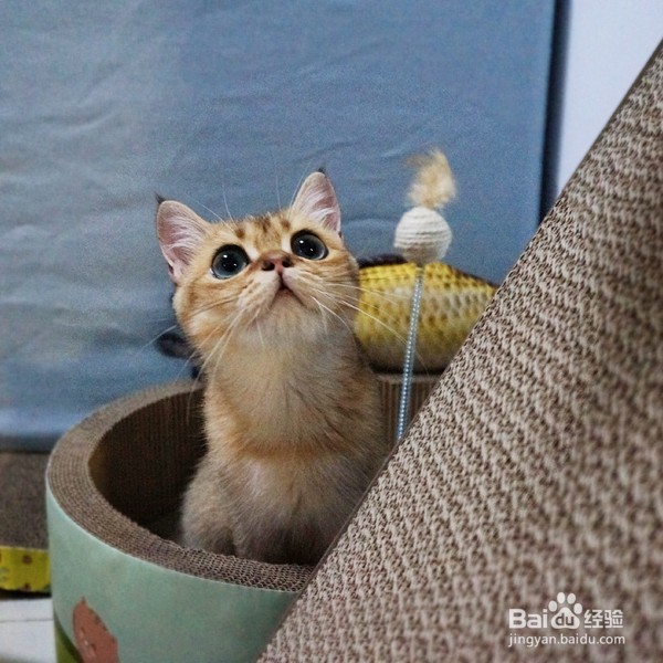 被小猫抓伤表皮怎么办