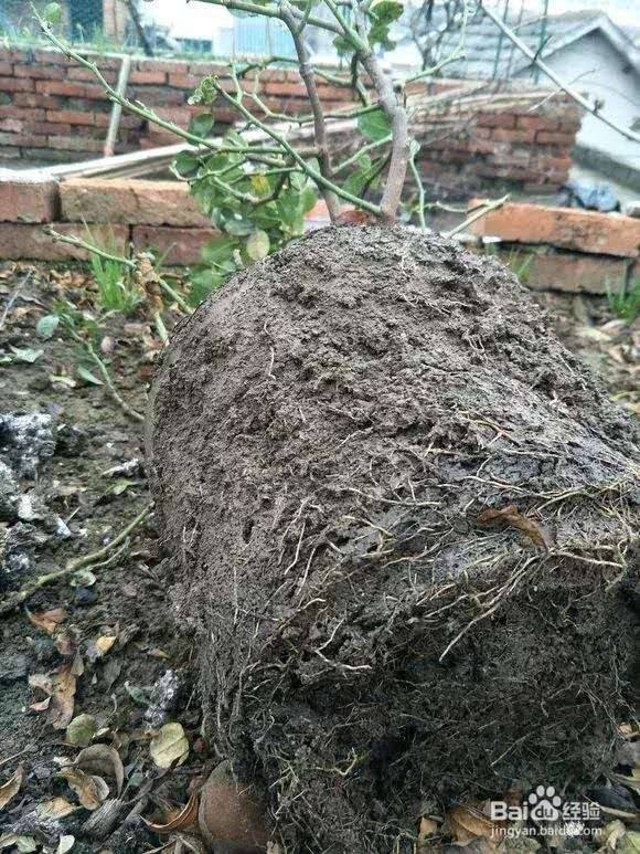 2种土“太肥”,盆里掺一点,月季花猛开!