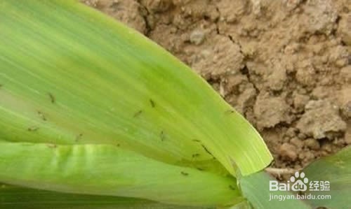 花生蓟马防治方法