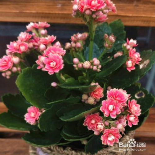 伽蓝菜的养殖技巧和问题诊断