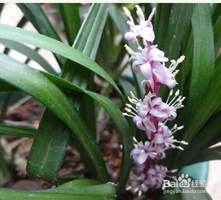 吉祥草养殖方法和注意事项