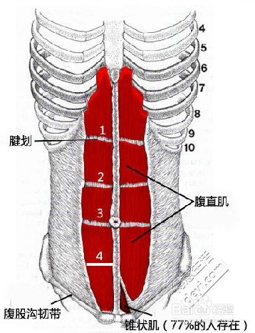 腹肌最上面两块肌肉怎么锻炼