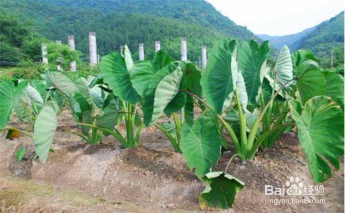 芋头怎么种什么时候种好 百度经验