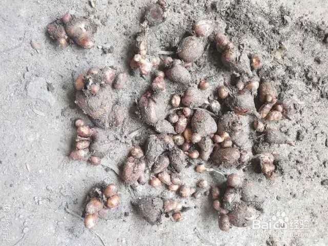 1种花一看像草,开花五颜六色,香味儿特高级