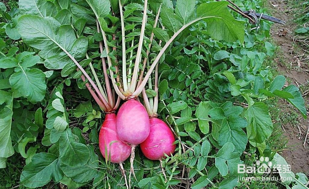 冬季养生保健小常识