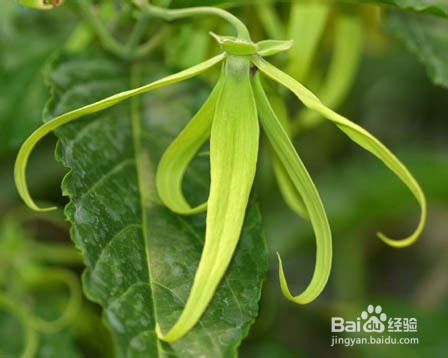 香薰法精油组合及功效