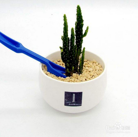 多肉植物怎么养好