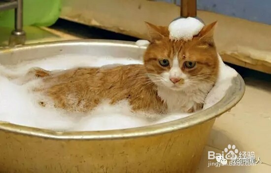 如何给猫洗澡及注意点