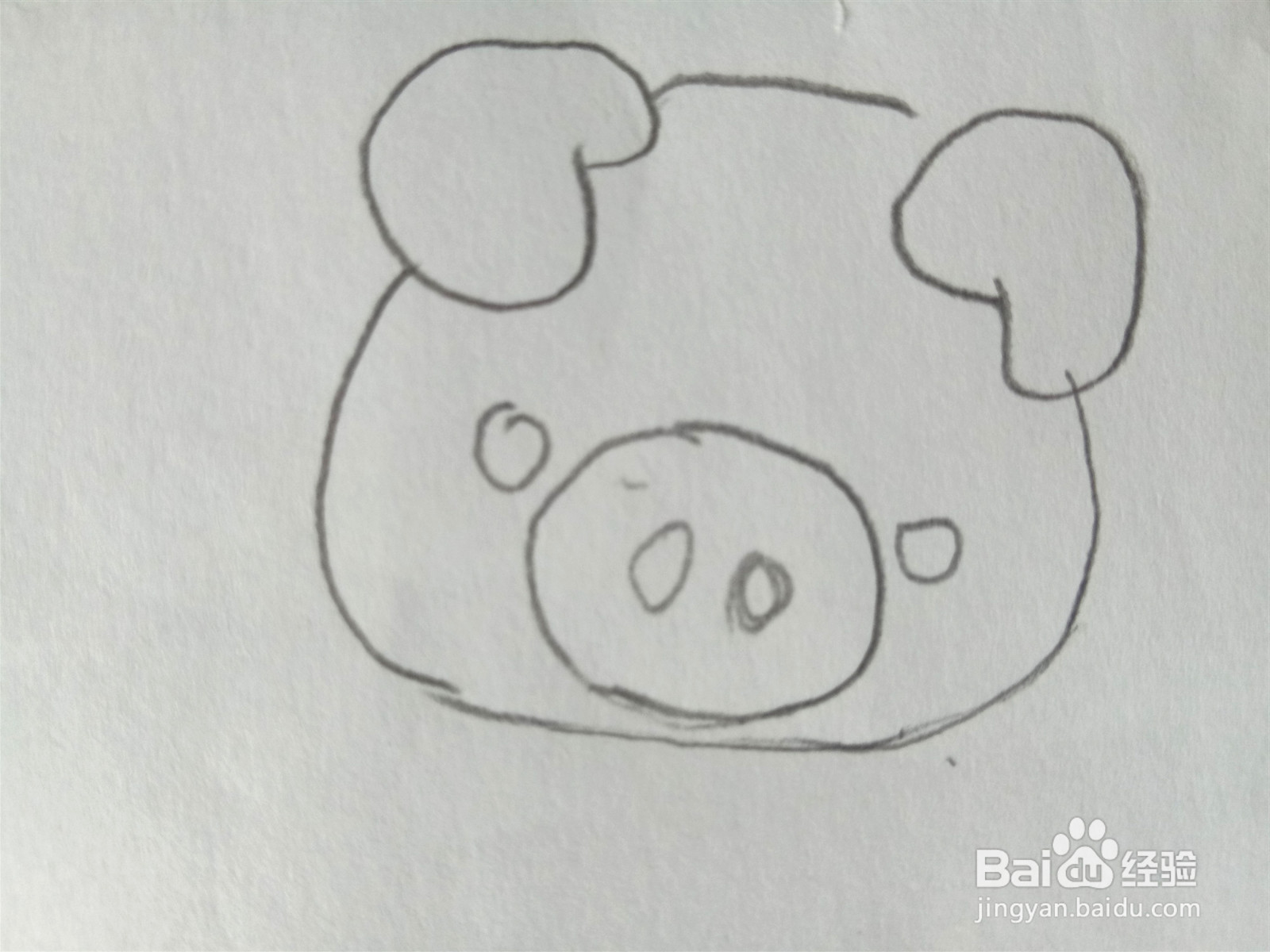 小猪简笔画彩色