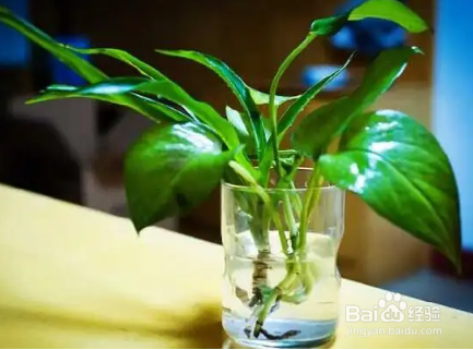 绿萝怎么养护与浇水