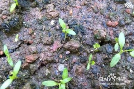 麦杆菊养殖方法