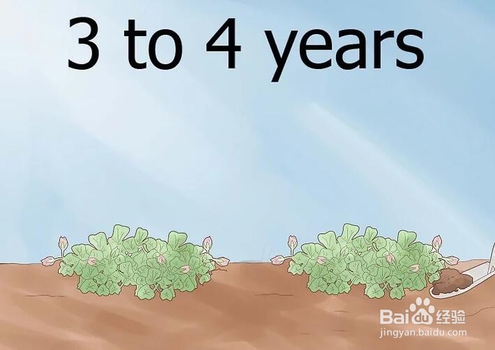 如何种植天竺葵