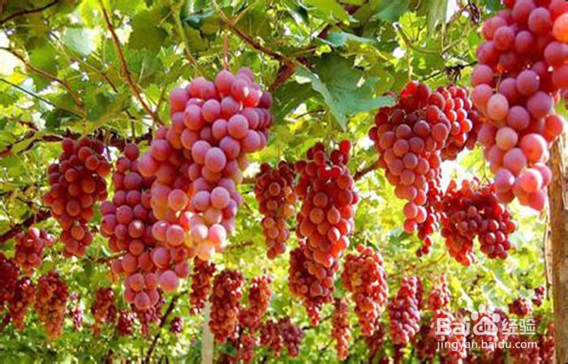 西洋参微生物菌肥怎样用效果好？