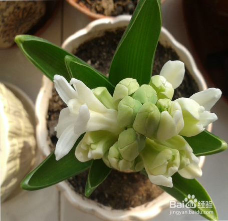 风信子土培土养种植方法