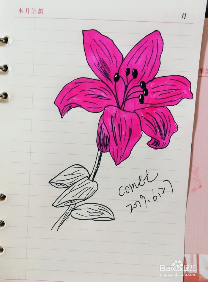 百合花手绘步骤