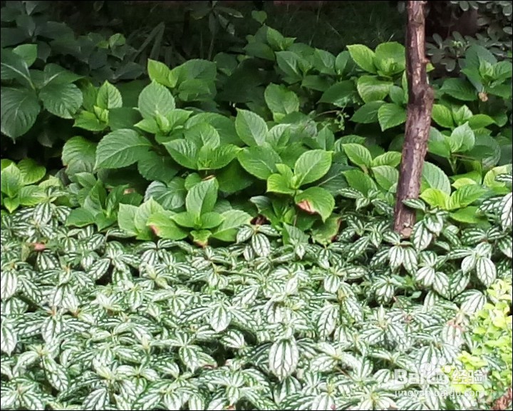 vivo X5 PRO手机详细测评