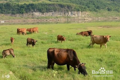 怎样养牛长得快