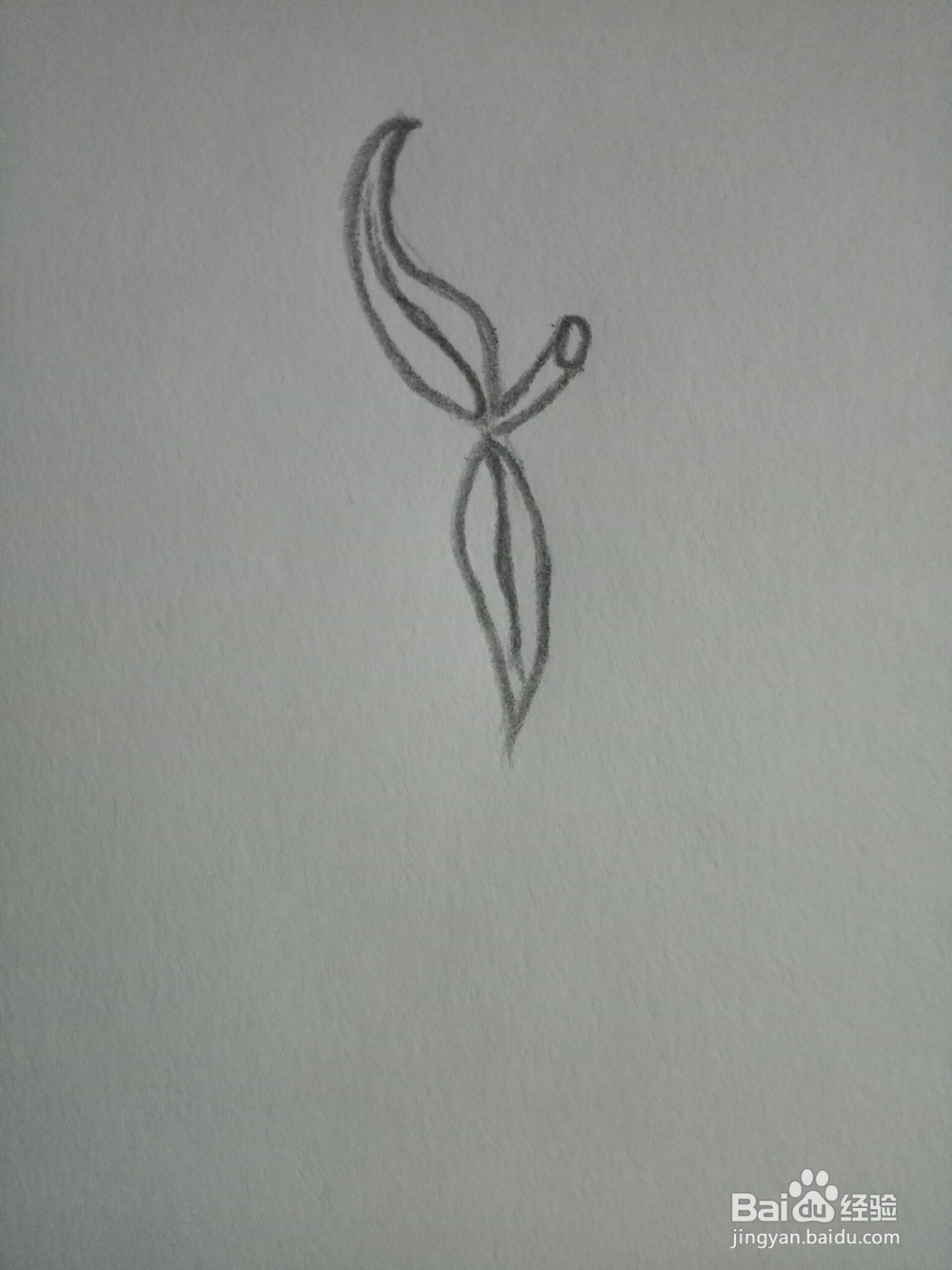 简笔画：一个大芒果