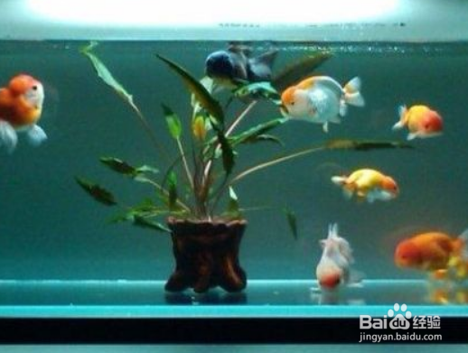 八方来财怎么养