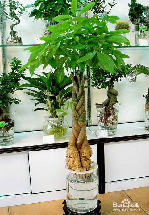 发财树烂根怎么办