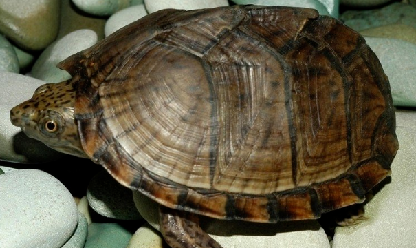 乌龟壳好像快要裂开了。怎么办