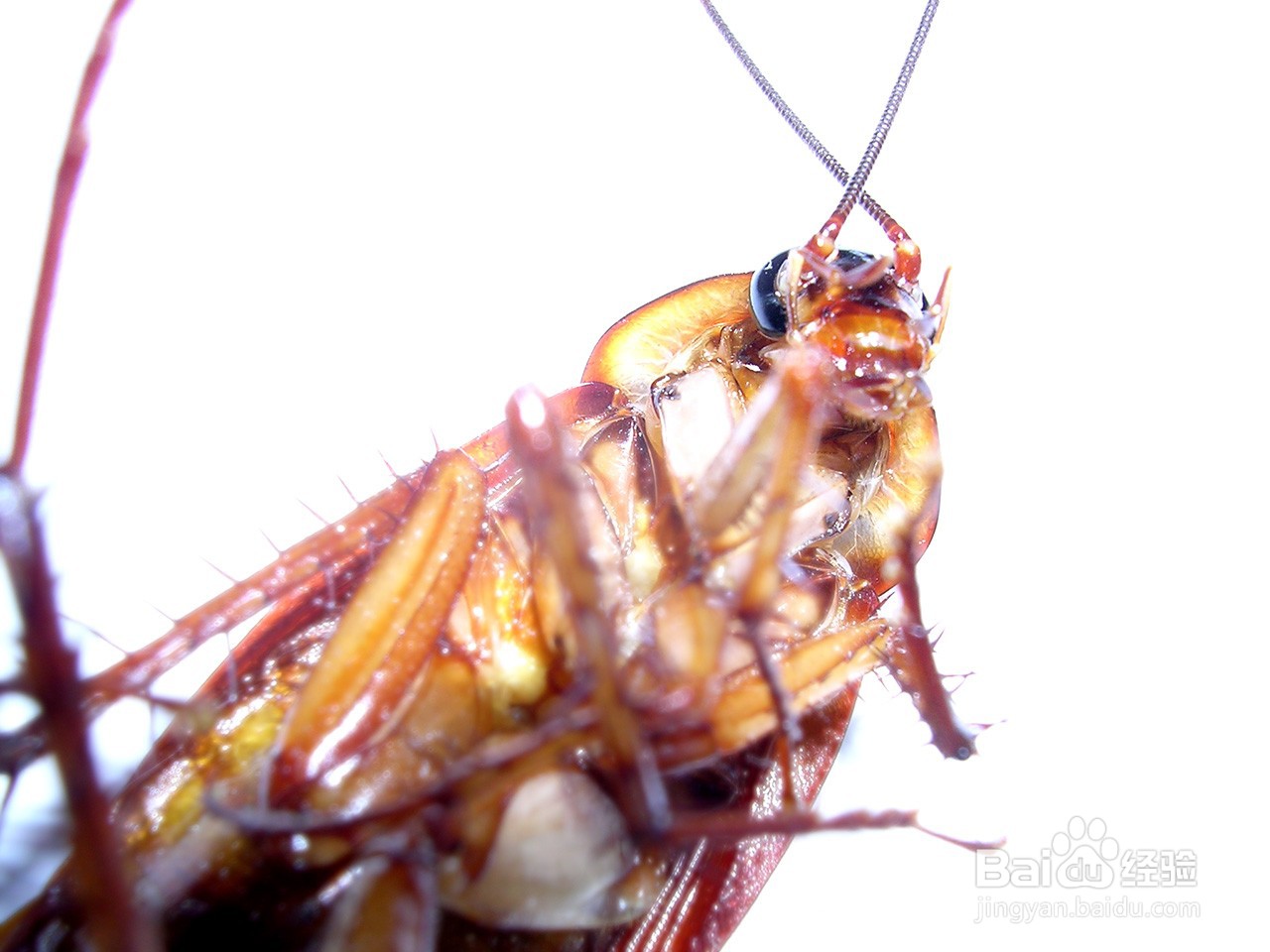 寺庙里如何驱赶蟑螂