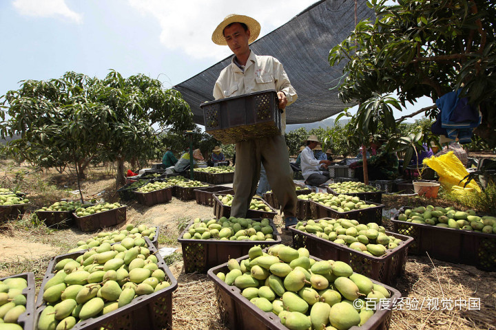 买回的青芒果应该怎么进行催熟