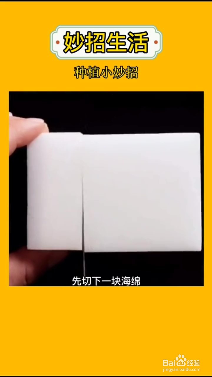 如何在家自制嫁接植物