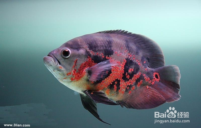 地图鱼怎样养殖养殖