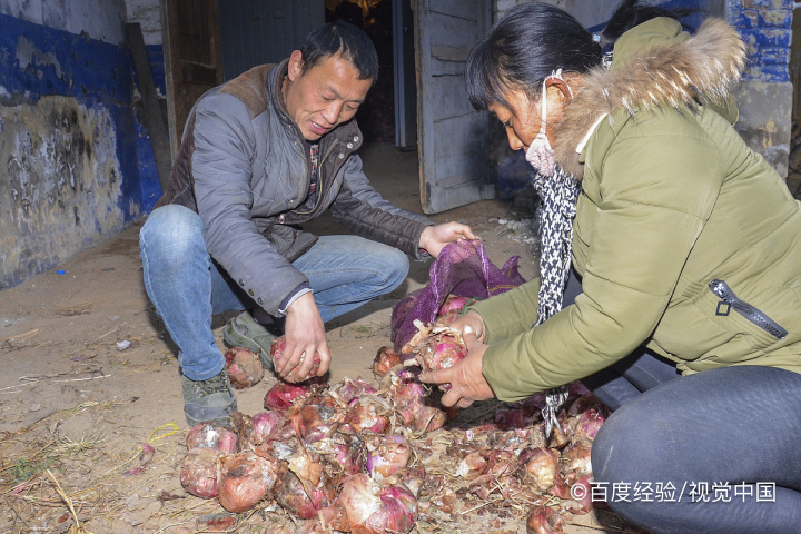 哺乳期能吃洋葱吗