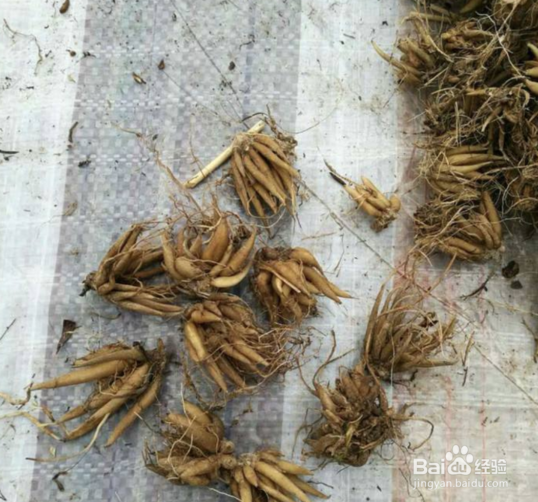 花毛茛种球种植方法