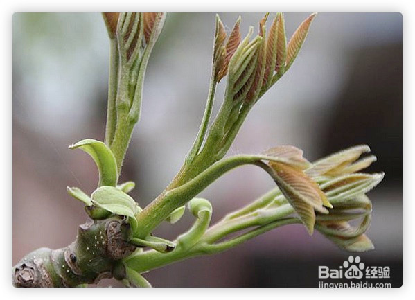 核桃树流水不止怎么办